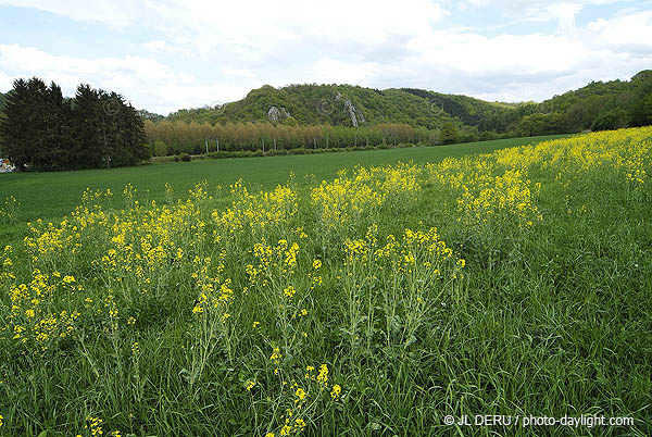 agriculture